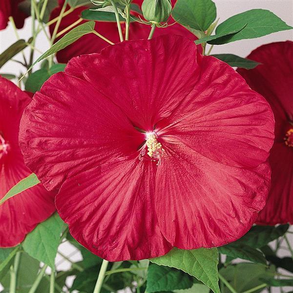 Image Of Hibiscus Luna Red
