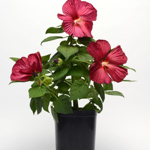 Hibiscus-Luna-Red-1781705978.jpg