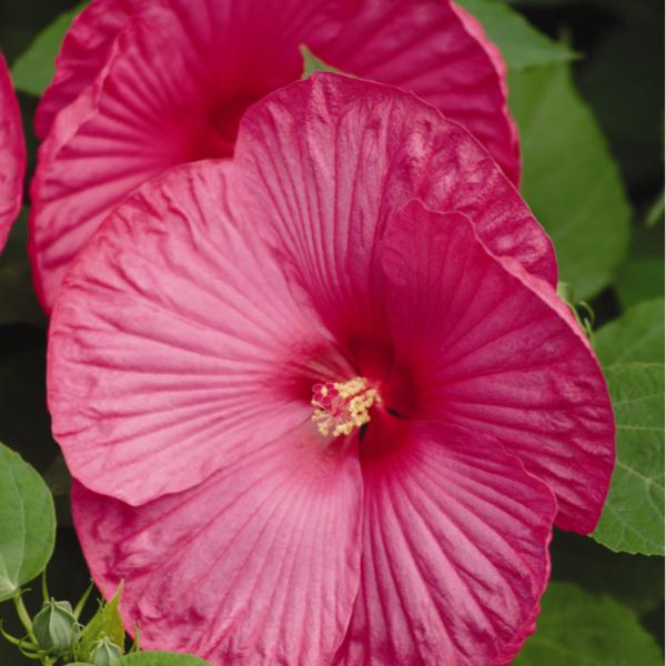 Image Of Hibiscus Luna Rose