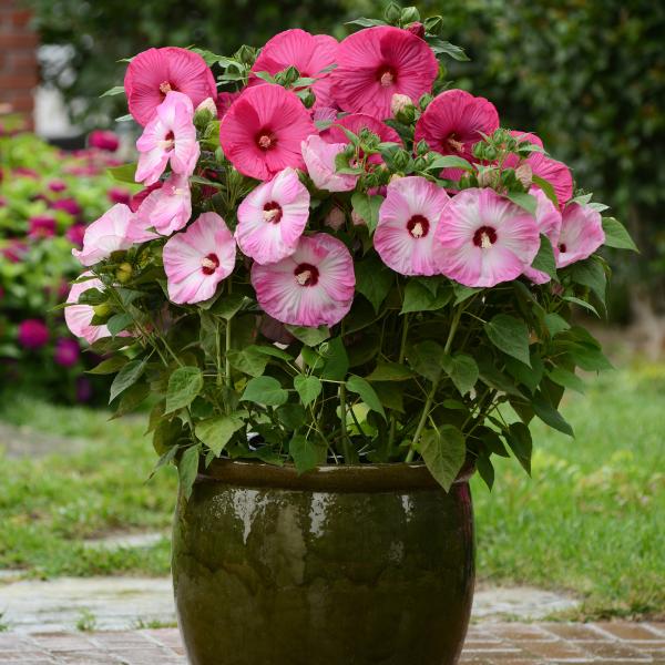 Hibiscus-Luna-Rose-1781711384.jpg
