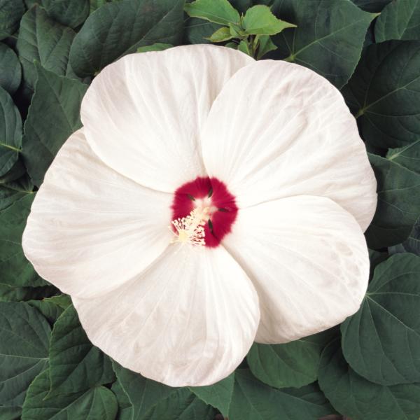Image Of Hibiscus Luna White