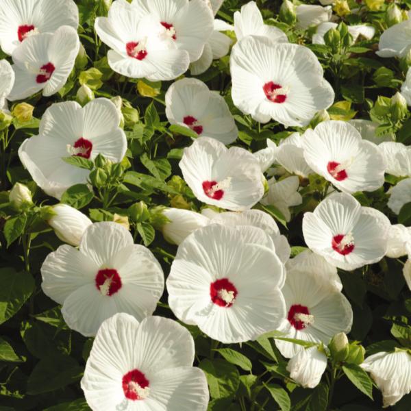 Hibiscus-Luna-White-1781705403.jpg