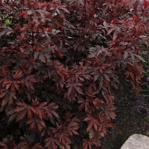 Image Of Hibiscus Mahogany Splendor