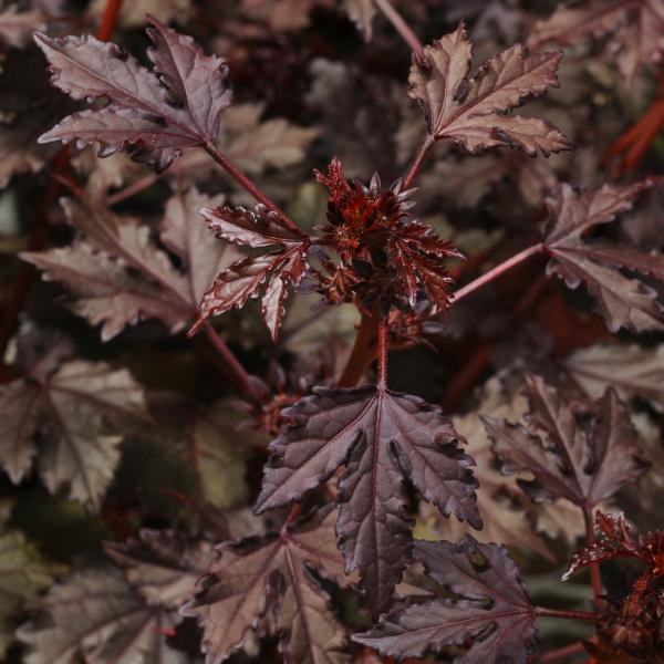 Hibiscus-Mahogany-Splendor-1781703816.jpg