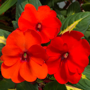 Impatiens-SunPatiens-Spreading-TROPICAL-ORANGE-Website.jpg
