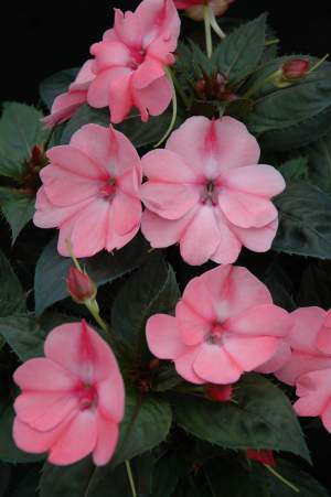 Sunpatiens