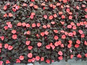 IMPATIENS SUNPATIENS COMPACT DEEP ROSE
