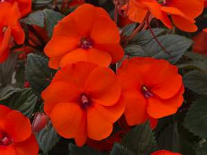 Impatiens_SunPatiens_Compact_Hot_Coral__1469730083.jpg