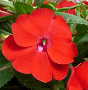 Impatiens_SunPatiens_Compact_Red__1469730214.jpg
