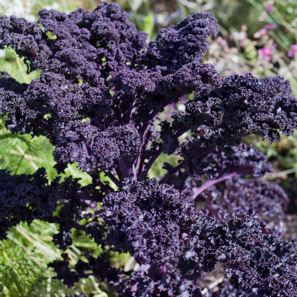 Image Of Kale Redbor