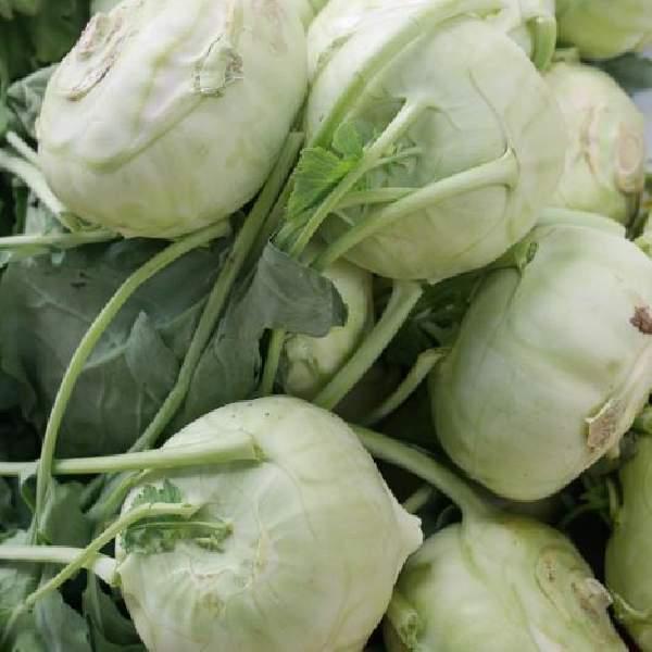 Wholesale Kohlrabi Vegetable Starter Plants