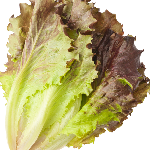 Lettuce Kremlin Loose Leaf
