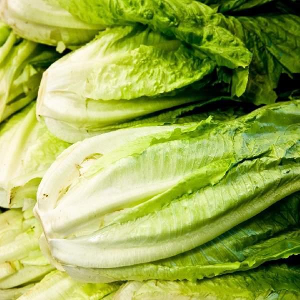 Lettuce Parris Island (cos)
