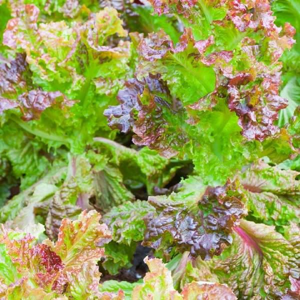 Lettuce Red Sails (looseleaf)
