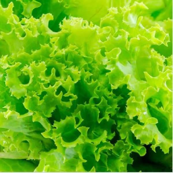 Lettuce Simpson Elite (looseleaf)