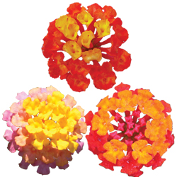 LantanaAssorted.jpg