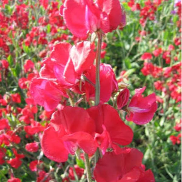 Image Of Lathyrus Mammoth Crimson