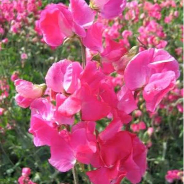 Image Of Lathyrus Mammoth Deep Rose