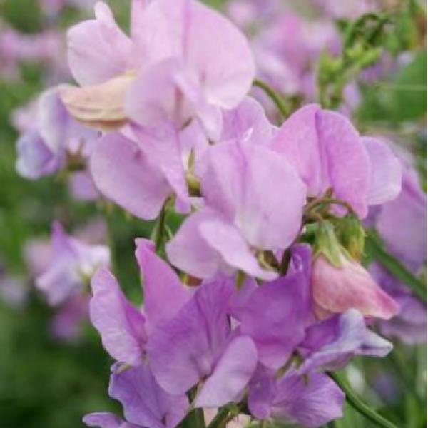 Image Of Lathyrus Mammoth Lavender