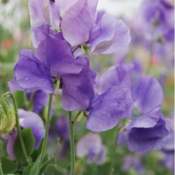 Image Of Lathyrus Mammoth Mid Blue