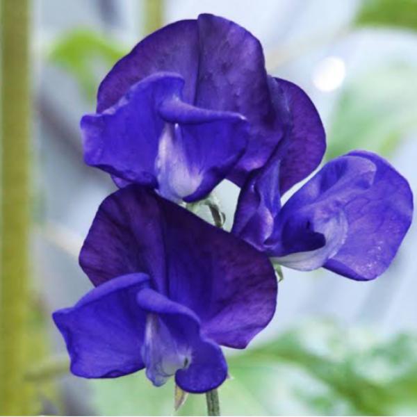 Image Of Lathyrus Mammoth Navy Blue