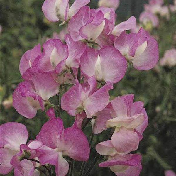 Image Of Lathyrus Mammoth Rose Pink