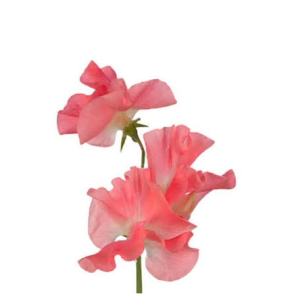 Image Of Lathyrus Mammoth Salmon Cream