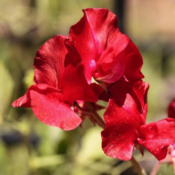 Image Of Lathyrus Mammoth Scarlet
