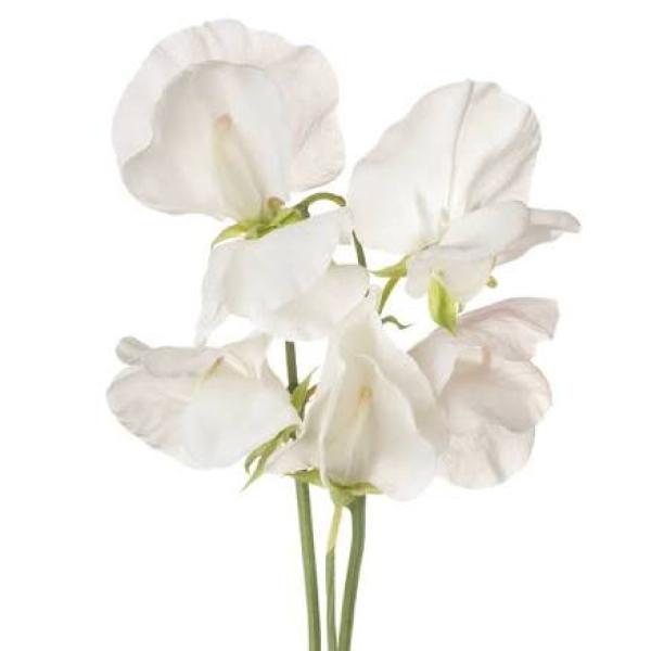 Image Of Lathyrus Mammoth White