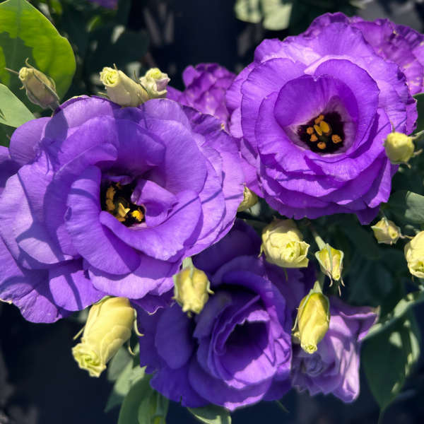 Image Of Lisianthus Mariachi Blue