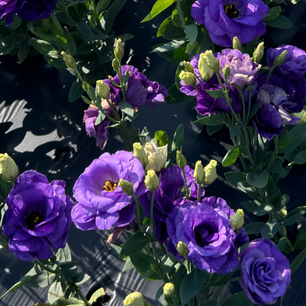 Lisianthus-Mariachi-Blue-1785517628.png
