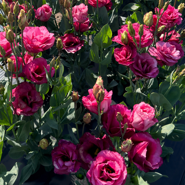 Image Of Lisianthus Mariachi Carmine