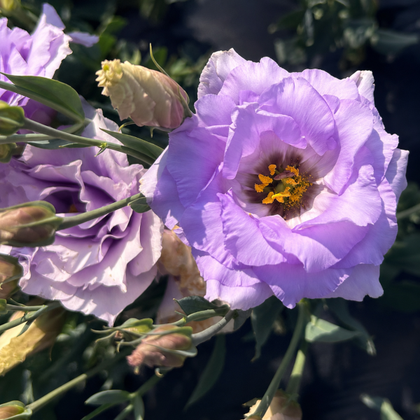 Image Of Lisianthus Mariachi Lavender