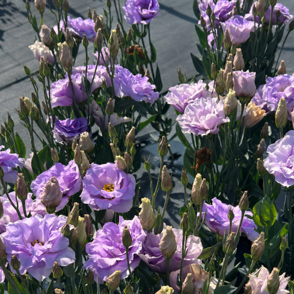 Lisianthus-Mariachi-Lavender-1785518684.png
