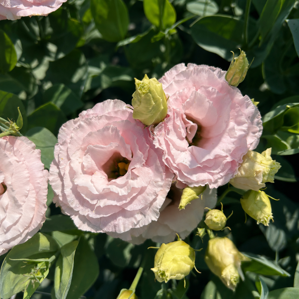 Image Of Lisianthus Mariachi Light Pink