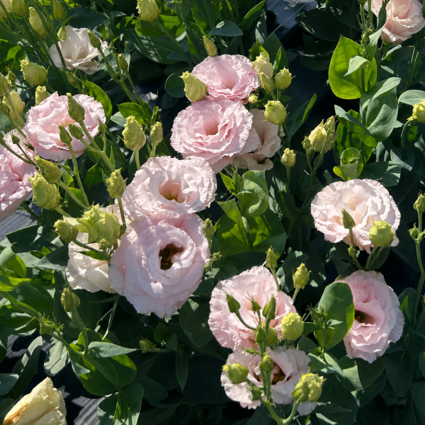 Lisianthus-Mariachi-Light-Pink-1785518906.png