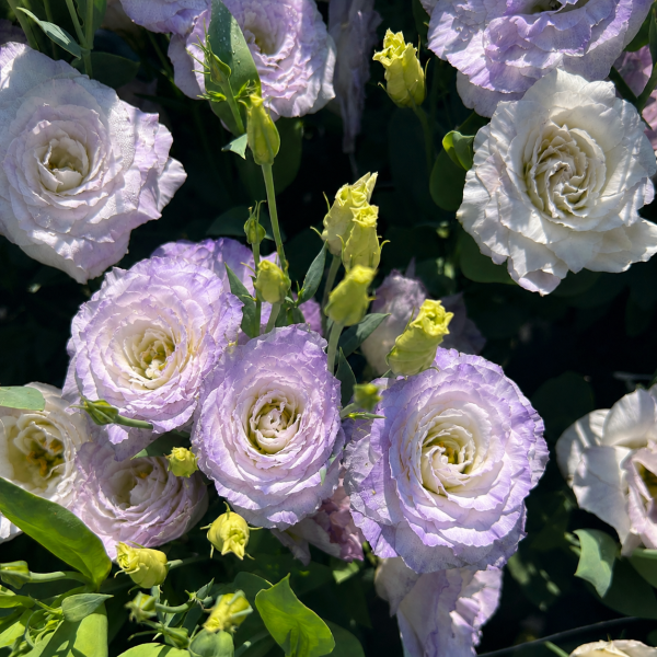 Image Of Lisianthus Mariachi Misty Blue