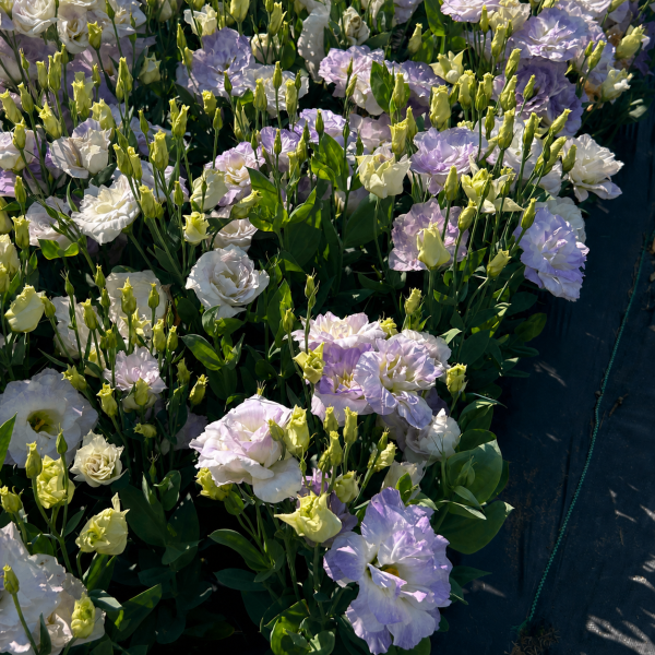 Image Of Lisianthus Mariachi Misty Blue