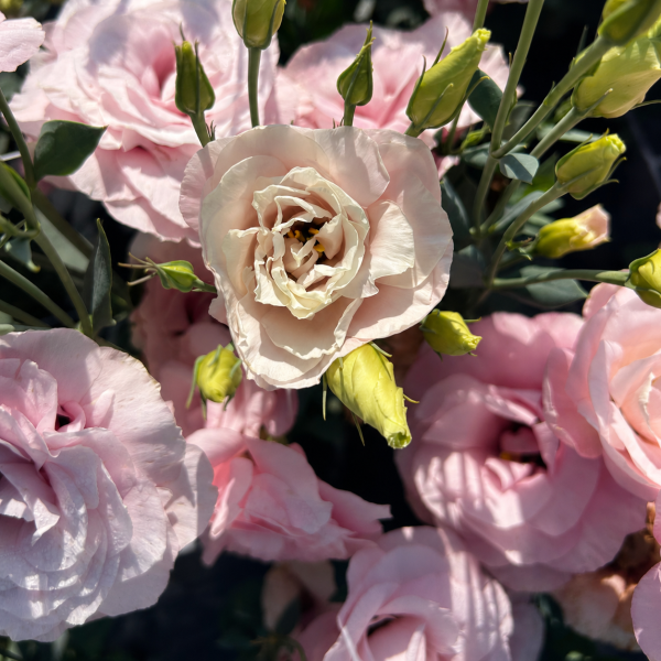 Image Of Lisianthus Mariachi Misty Pink