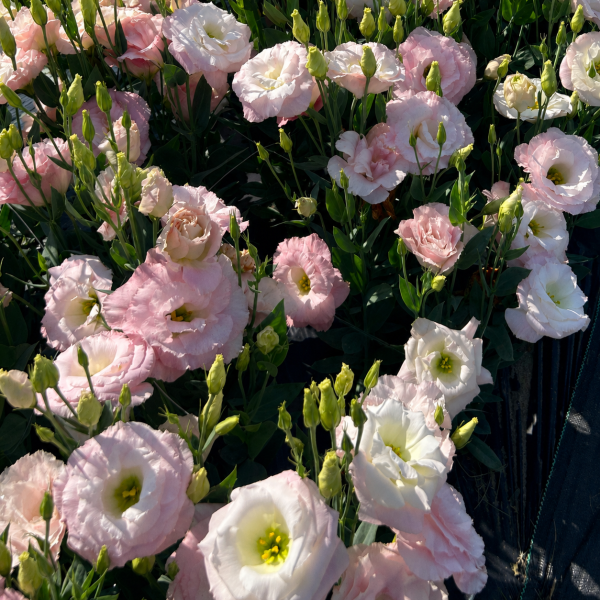 Image Of Lisianthus Mariachi Misty Pink