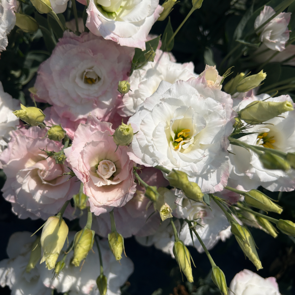 Image Of Lisianthus Mariachi Pink Picotee