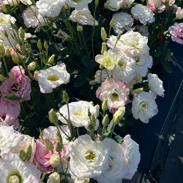 Lisianthus-Mariachi-Pink-Picotee-1785520575.png