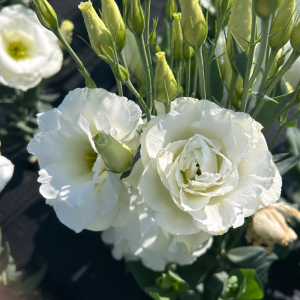 Image Of Lisianthus Mariachi Pure White