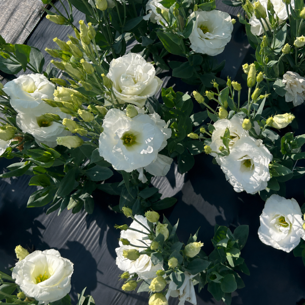 Lisianthus-Mariachi-Pure-White-1785520802.png