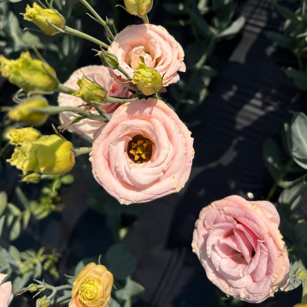 Image Of Lisianthus Rosita 2 Apricot