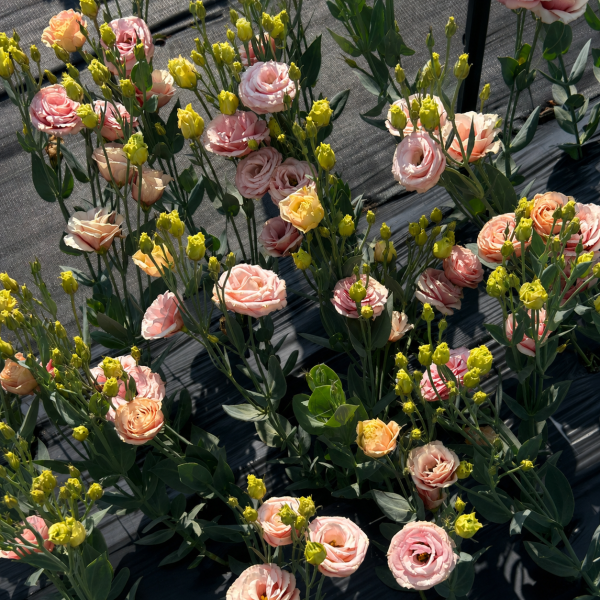Lisianthus-Rosita-2-Apricot-1785521104.png