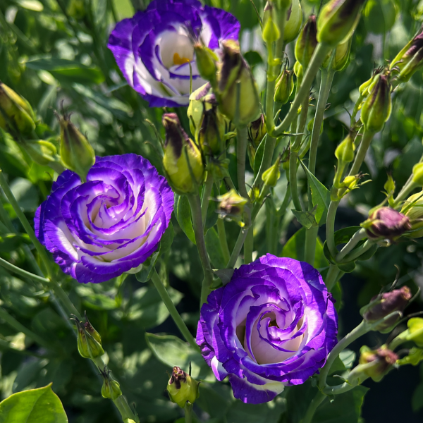 Image Of Lisianthus Rosita 2 Blue Picotee