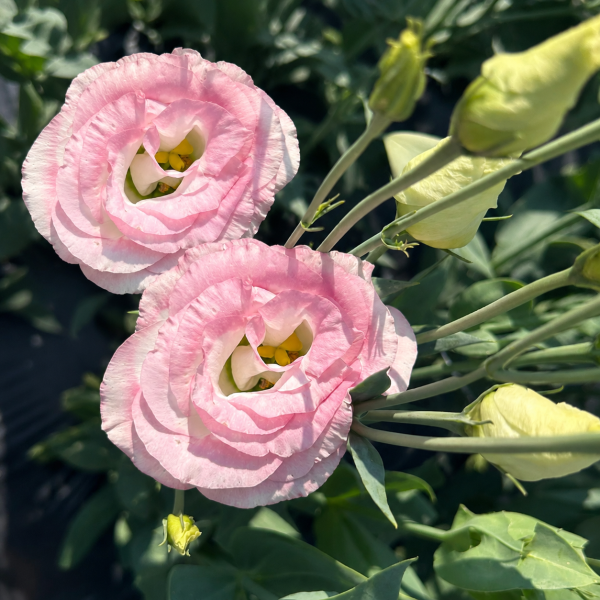 Image Of Lisianthus Rosita 2 Hot Lips