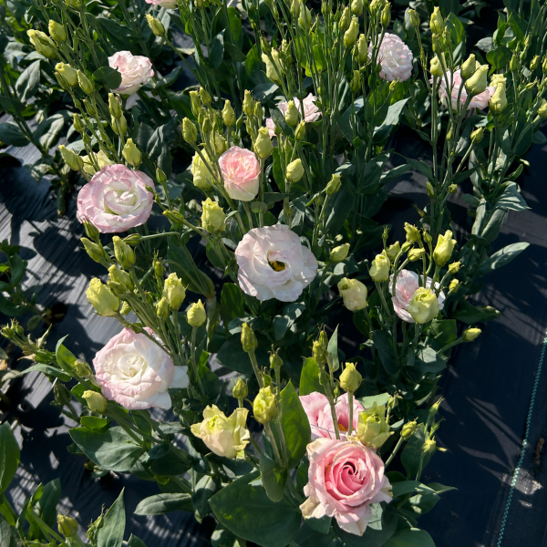 Image Of Lisianthus Rosita 2 Hot Lips