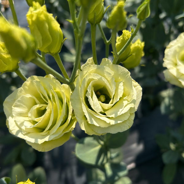 Image Of Lisianthus Rosita 2 Jade